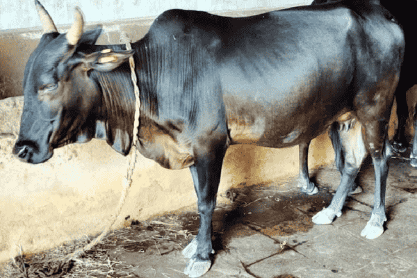 कोंकण कपिला